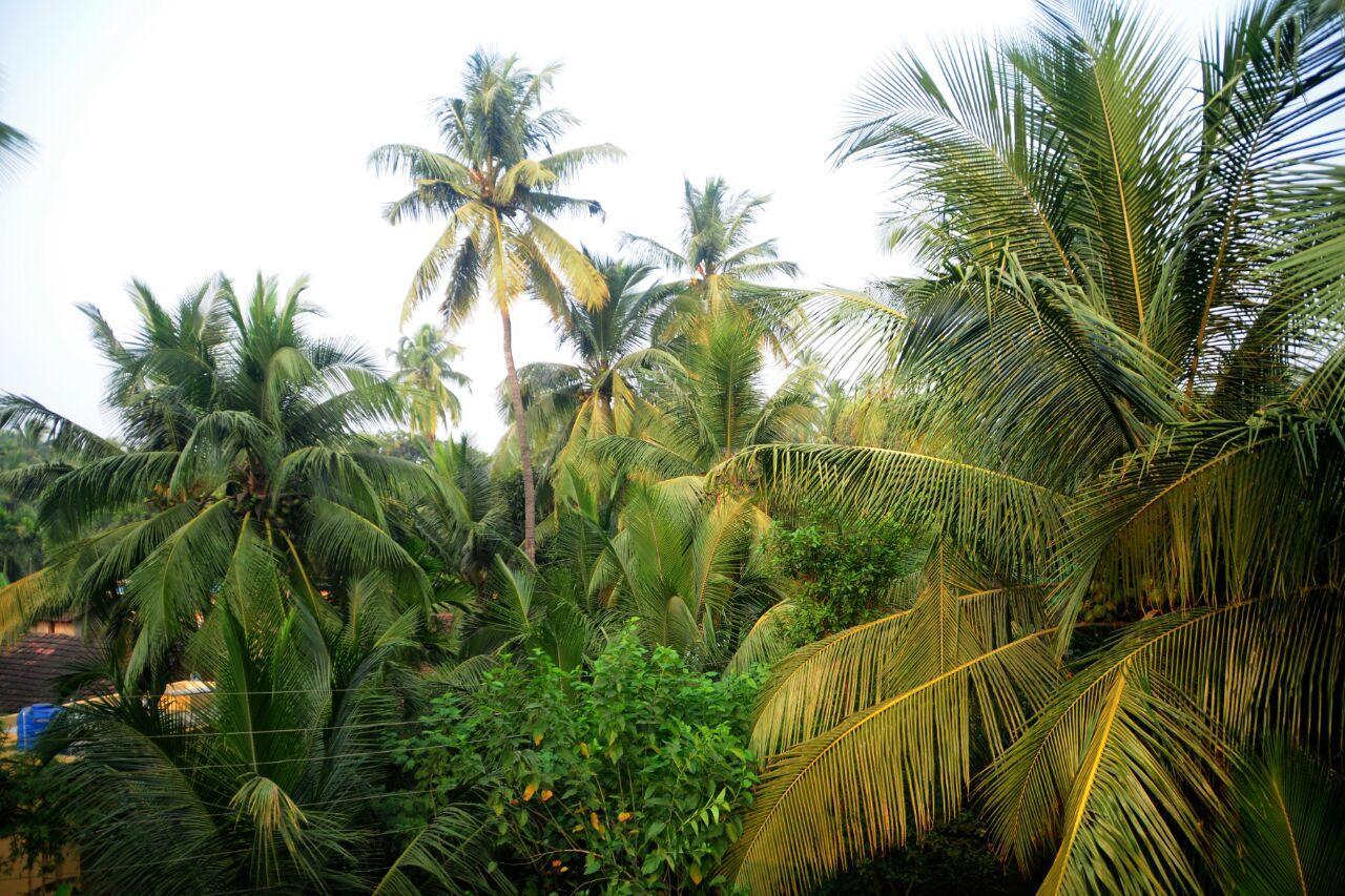 Sai Sneh Holidays Cottage Alibaug Exterior photo